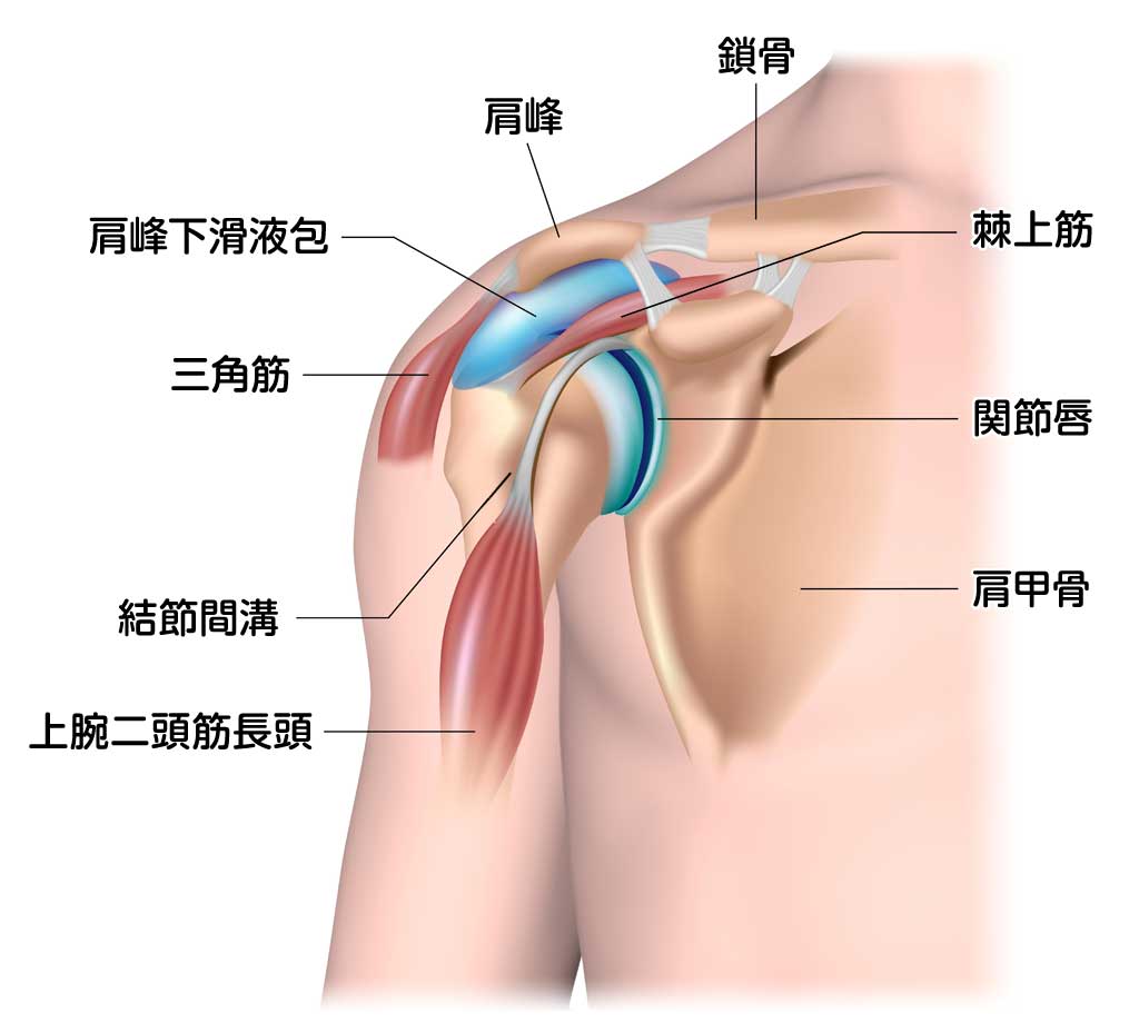 腱板損傷（断裂）